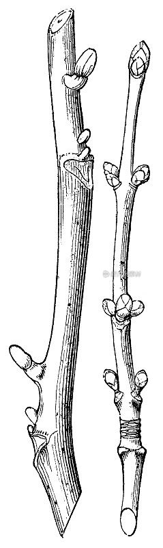 冬胡桃树(胡桃木)和红枫树(红槭)，腋芽和附件芽- 19世纪